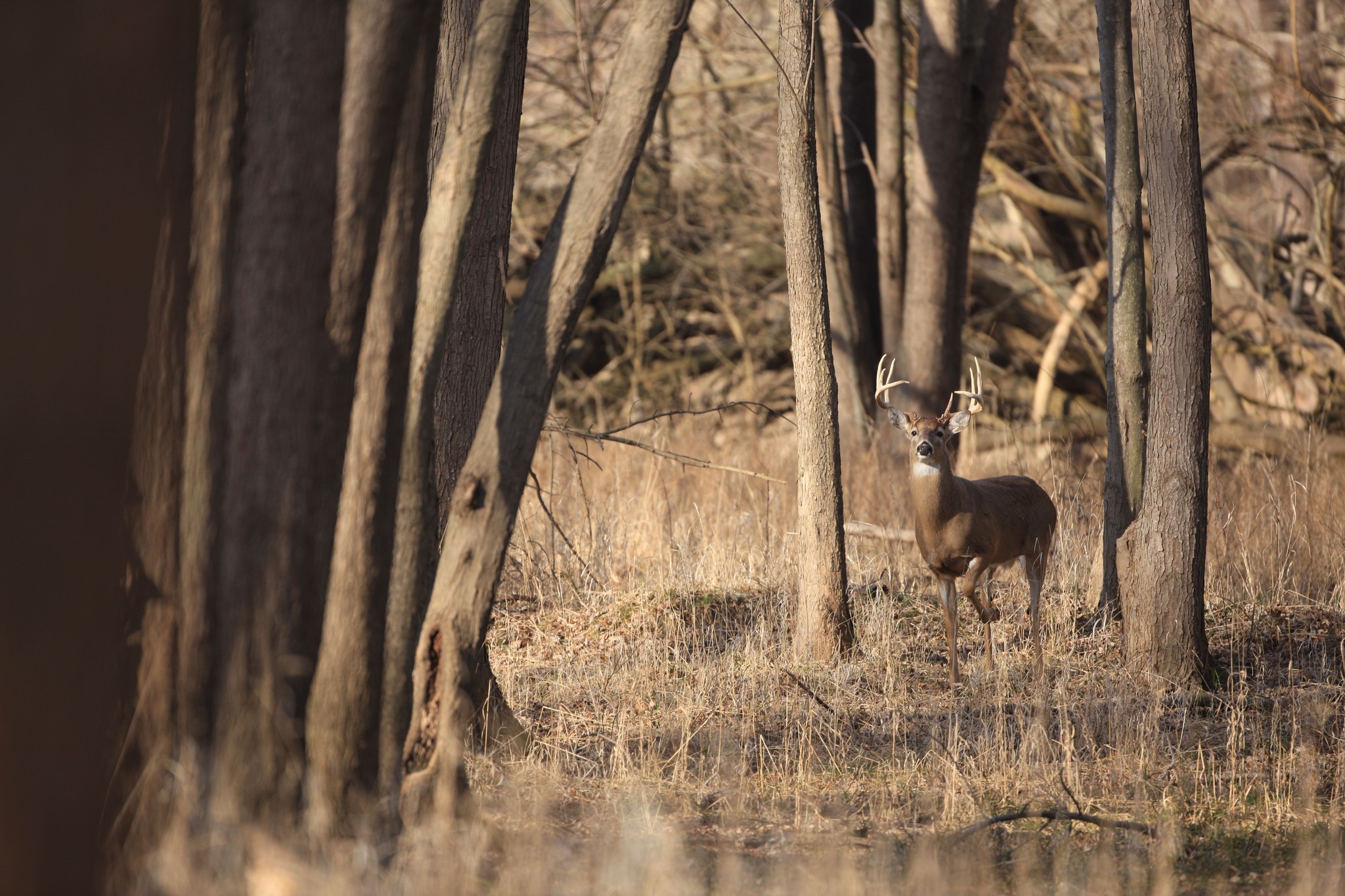 Deer season lottery dongola illinois event community guide
